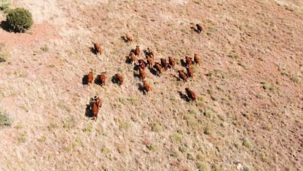 BTB Simmentaler - Explainer Video + Promotional Video 15