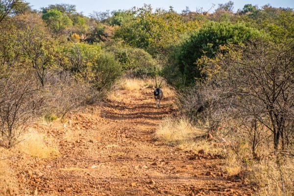 Inyathi Game Ranch (1)