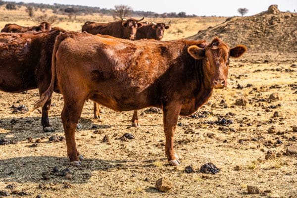 Inyathi Game Ranch (12)