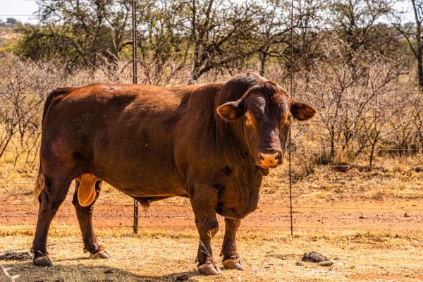 Inyathi Game Ranch (125)