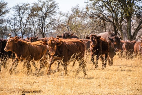 Inyathi Game Ranch (131)