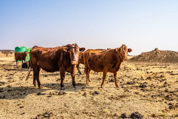 Inyathi Game Ranch (15)