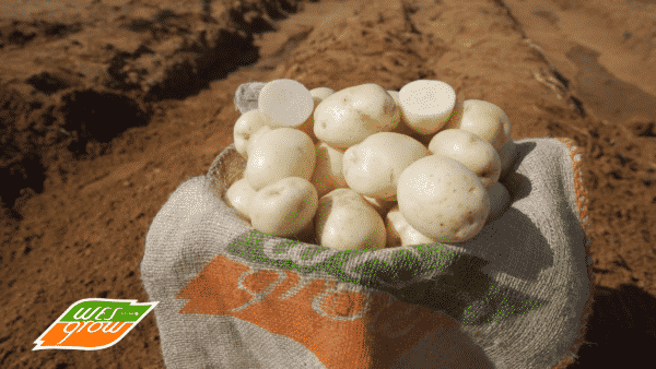 Wesgrow - Promotional Video (Farmers Day Highlights) 5