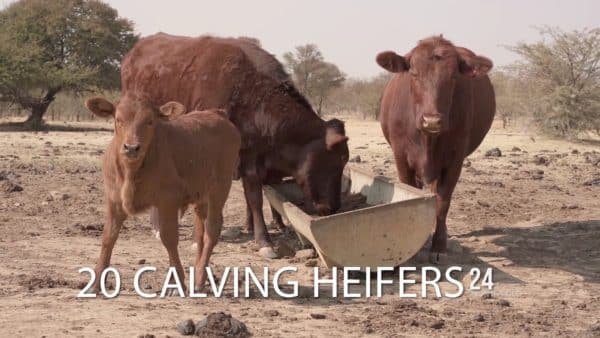 BTB Simmentaler - Promotional Video (Cattle Auction) 11