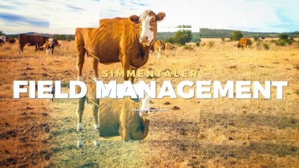 BTB Simmentaler - Services Video (Field Management) 3