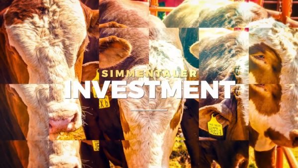BTB Simmentaler - Promotional Video (Investment) 19