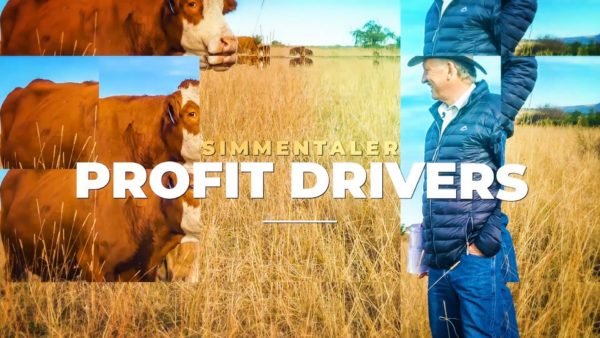 BTB Simmentaler - Promotional Video (Main Profit Drivers) 13